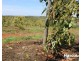 Lot 1 Avocado  Drive, South Isis QLD 4660