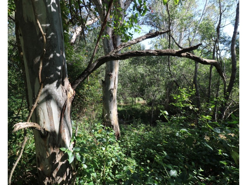 2 Windmill Drive, Apple Tree Creek QLD 4660