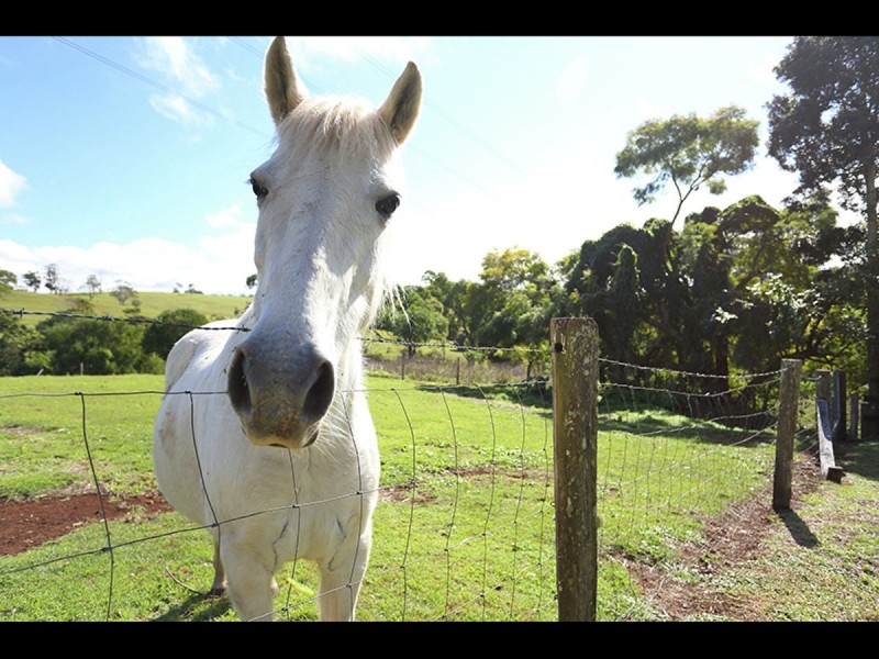 4 Moffitt Court, Maleny QLD 4552