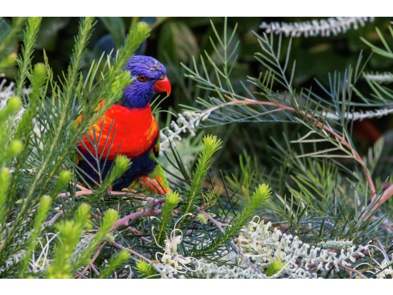 10 Lansdowne Rise, Maleny QLD 4552