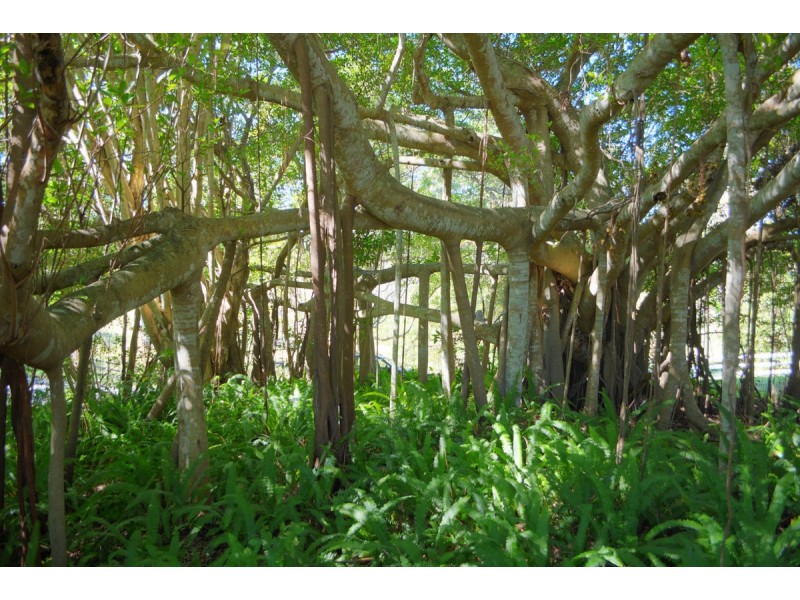 317 North Maleny Road, North Maleny QLD 4552