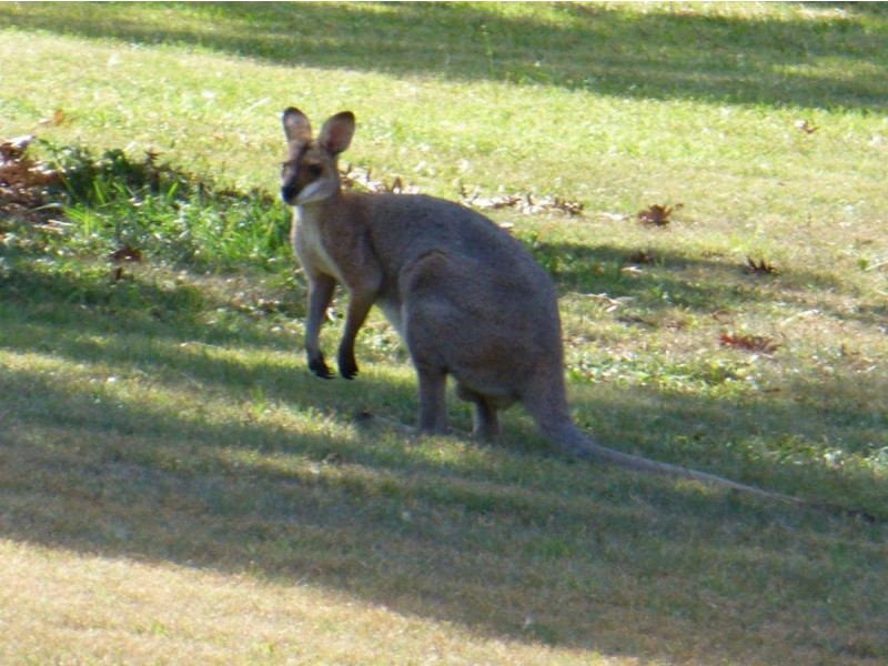 65 Tesch Road, Maleny QLD 4552