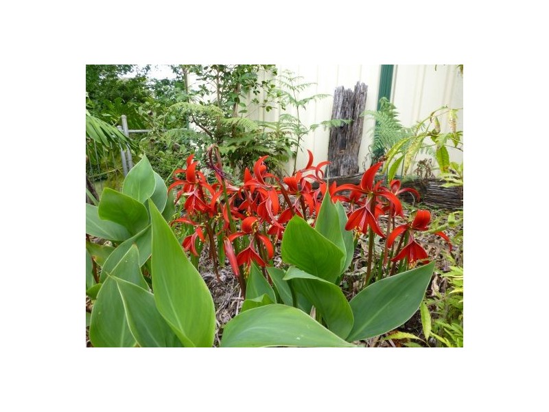 11 Beech Street, Maleny QLD 4552