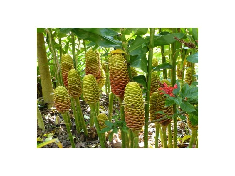 11 Beech Street, Maleny QLD 4552