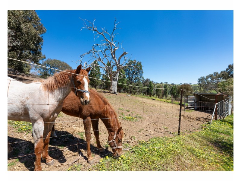 81 Bonnie Springs Road, Jindera NSW 2642