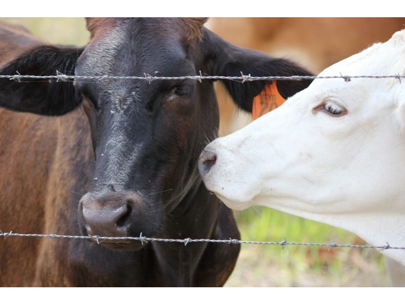 33954 Bruce Highway, Gin Gin QLD 4671