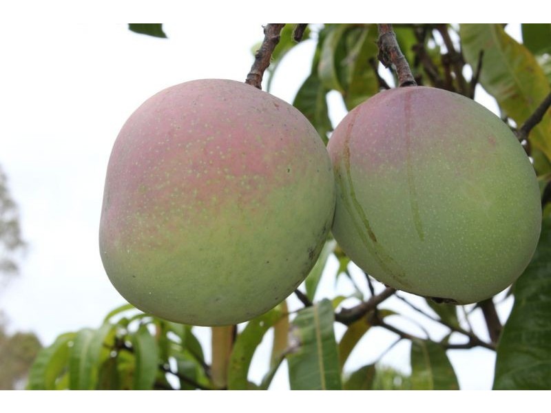 33954 Bruce Highway, Gin Gin QLD 4671