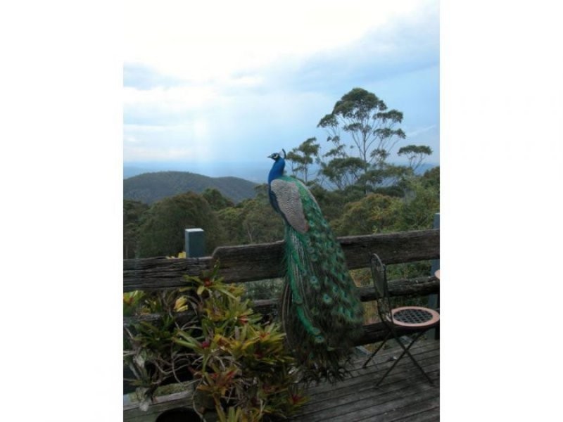 262 Macdonnell Rd, Tamborine Mountain QLD 4272