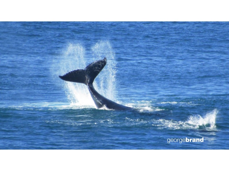 29 North Scenic Rd, Forresters Beach NSW 2260