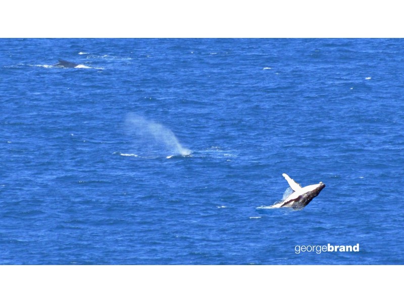 29 North Scenic Rd, Forresters Beach NSW 2260