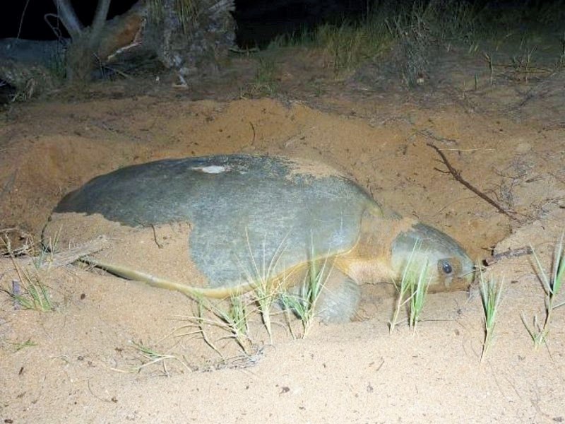 11 Cassia Cl, Stanage QLD 4702