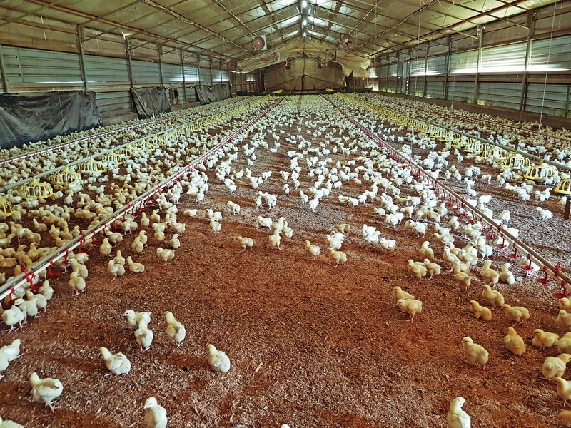 Peats Ridge NSW 2250