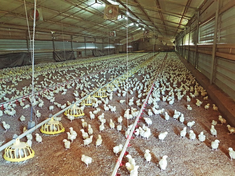 Peats Ridge NSW 2250