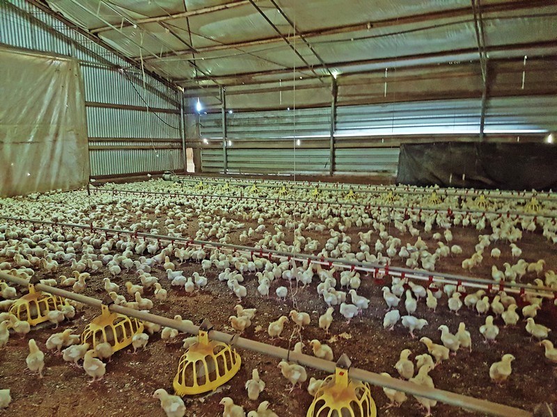 Peats Ridge NSW 2250