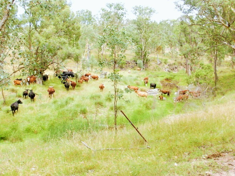 665 Carinya Road, Quirindi NSW 2343