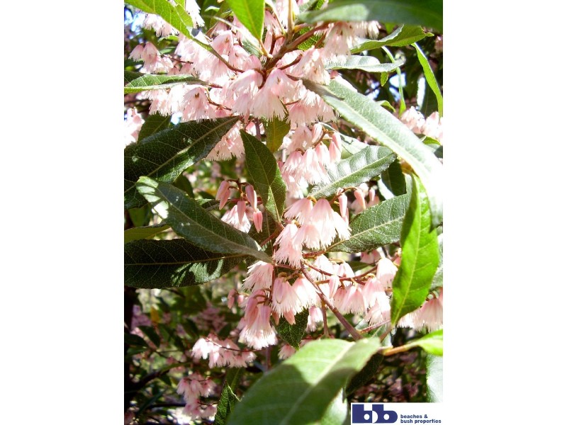 Batemans Bay NSW 2536