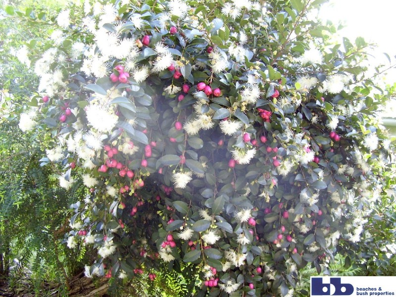 Batemans Bay NSW 2536