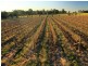 Pokolbin NSW 2320