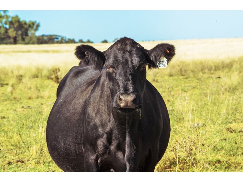 Elong Elong NSW 2831