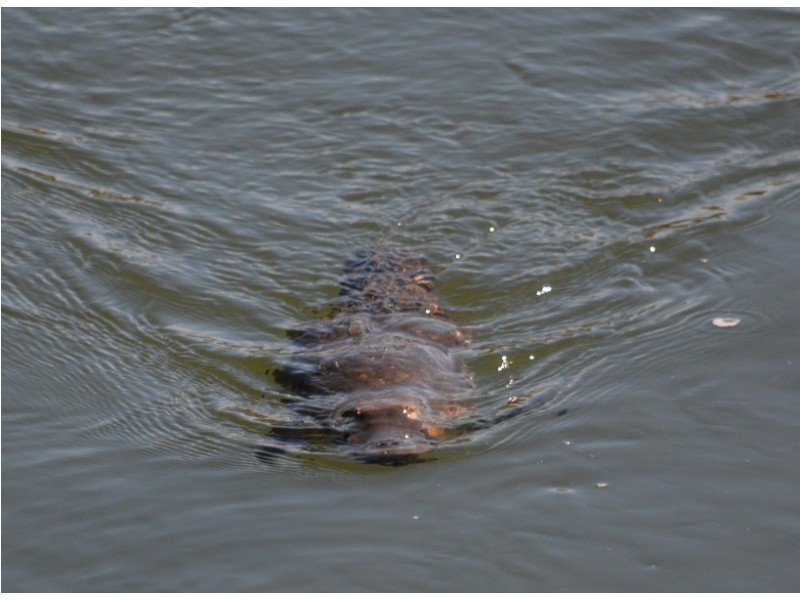 1 Hamilton Street, Dalgety NSW 2628