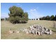 438 Plains Road, Hoskinstown NSW 2621