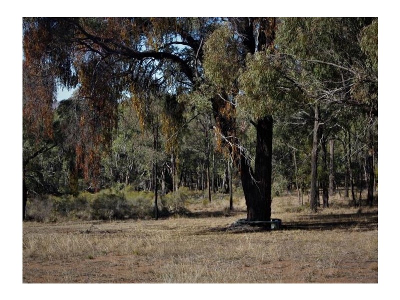 110 Wentworth Avenue, Coolah NSW 2843