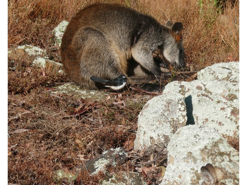 1830 Mount Hope Road, Coolah NSW 2843