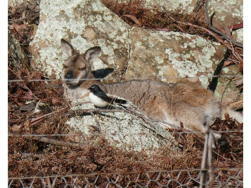 1830 Mount Hope Road, Coolah NSW 2843