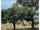 151 Binnia Street, Coolah NSW 2843