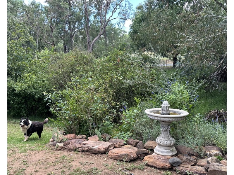 Cloudy Hill/82 Goddard Street, Coolah NSW 2843