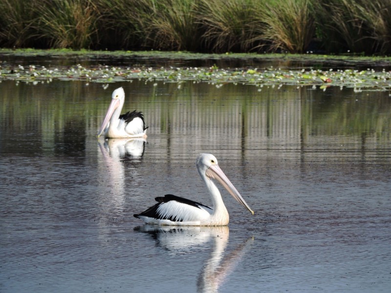 14 Nives Street, Mirani QLD 4754