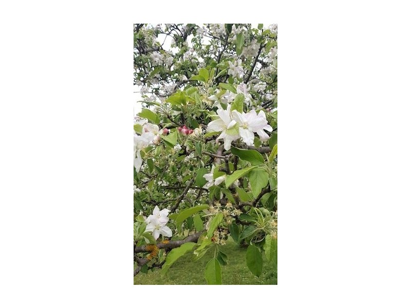 459 Jerrara Road, Marulan NSW 2579