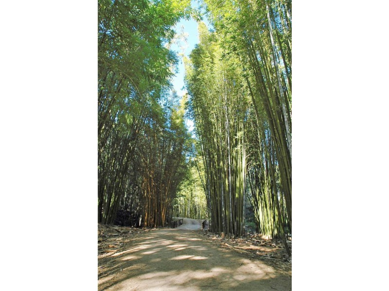 140 Finley Road, Eumundi QLD 4562