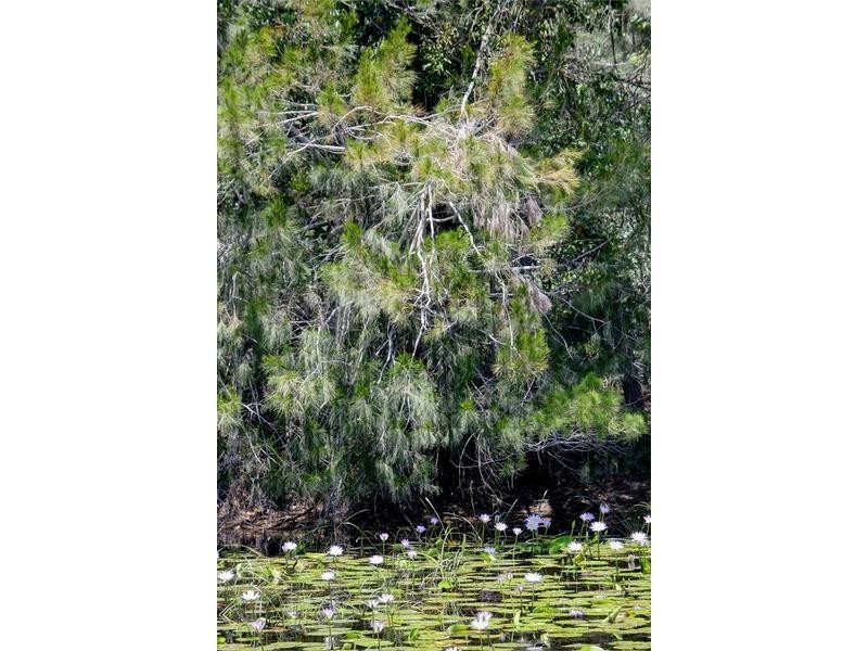 7 Red Oak, Rainbow Flat NSW 2430