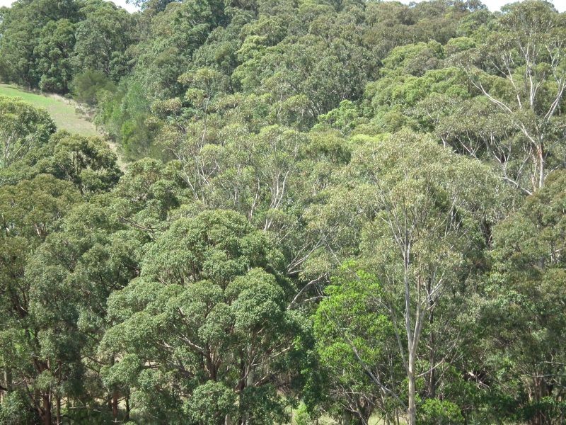 6 Torside Close, Tallwoods Village NSW 2430