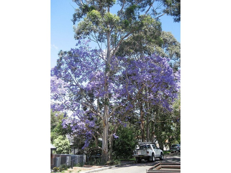 10 Morrice Street, Lane Cove NSW 2066