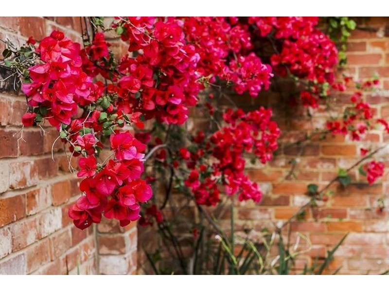 116 Finniss Street, North Adelaide SA 5006