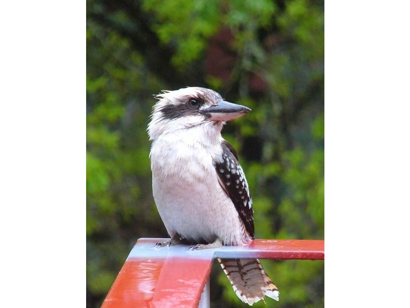 56 Cave Avenue, Bridgewater SA 5155