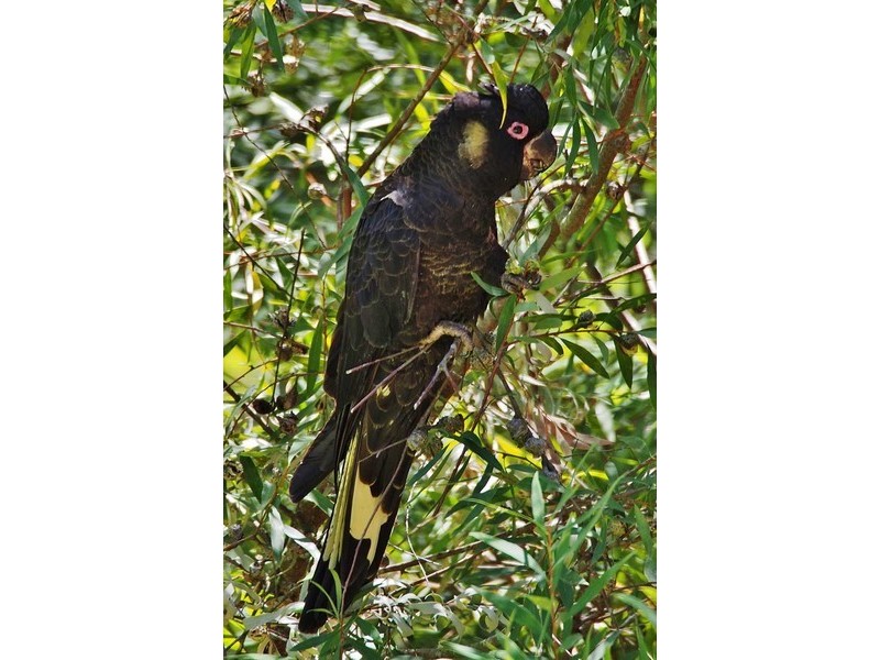 56 Cave Avenue, Bridgewater SA 5155