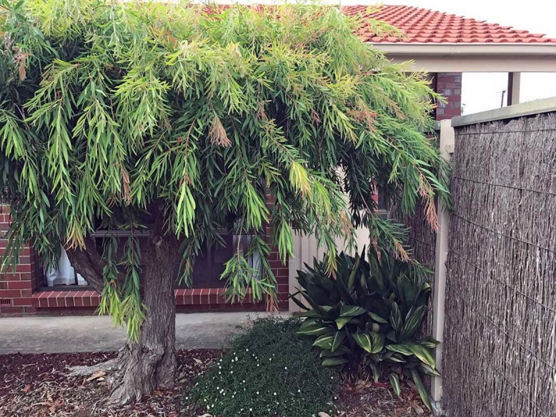 3/8 Chapel Street, Campbelltown SA 5074