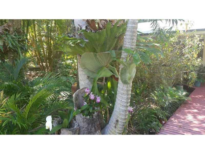 33 Le Claire Place, Buderim QLD 4556