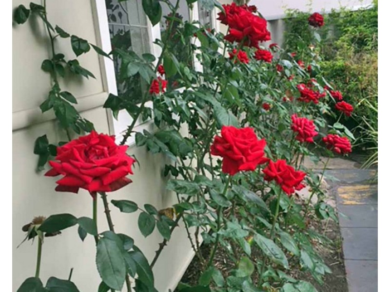 64 Hotham Street, Bayswater WA 6053