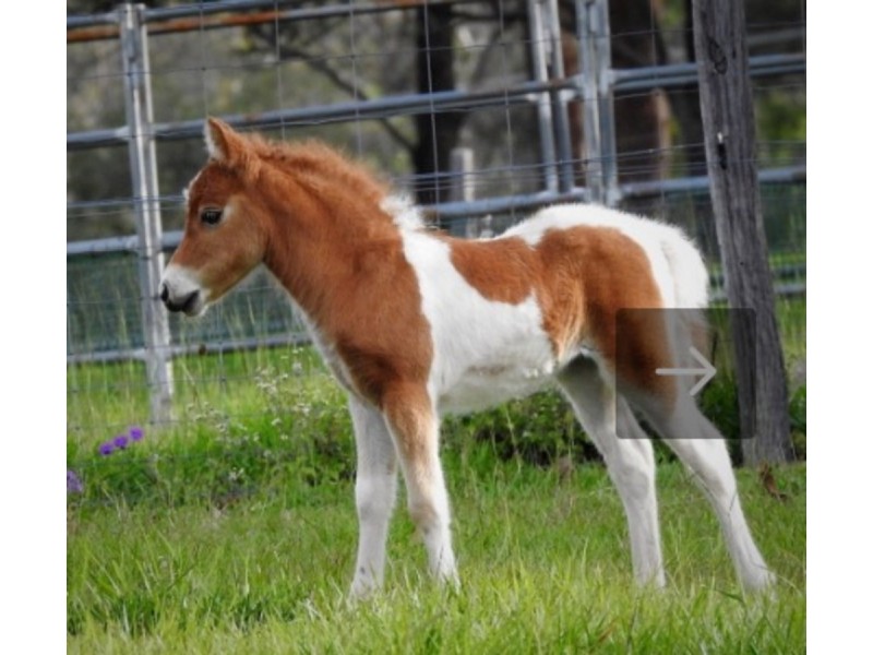 50 Misty Rise Road, Image Flat QLD 4560