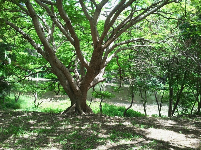 36 Marlene Street, Bellmere QLD 4510