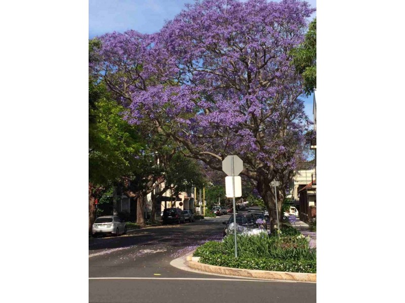 64 Telopea Street, Redfern NSW 2016