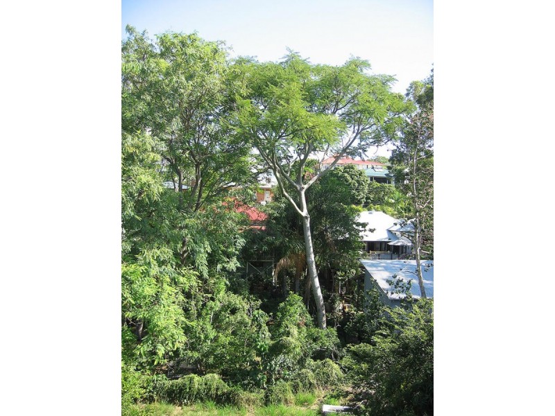 25 Blakeney Street, Highgate Hill QLD 4101