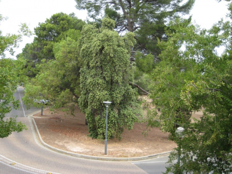 43 Strangways Terrace, North Adelaide SA 5006