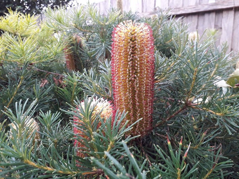 16 Lumsden Street, Kilmore VIC 3764