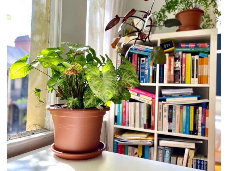 6/19 Kellett Street, Potts Point NSW 2011