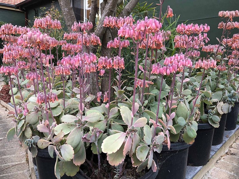 17 Ettrick Street, Ashbury NSW 2193